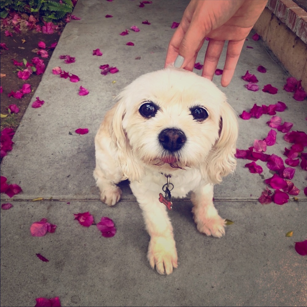 Fundraising to save my Puppy’s eyes! 💗